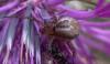 324200 – Photo : Anne SAUNAL – France (83)
