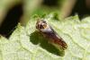 324002 – Photo : Pierre Duhem – France (77)
