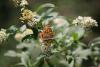 324869 – Photo : Limenitis78 – France (21)