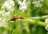 324243 – Photo : Franck Pion – France (58)