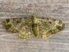 324049 – Photo : Georges Vermelle – France (59)