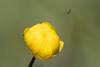 324861 – Photo : Jessica Joachim – France (09)