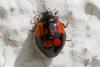 324077 – Photo : Jean-Claude Lablanquie – France (63)