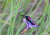 324336 – Photo : Christine JULIAND – France (07)