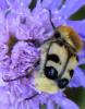 324052 – Photo : Antoinette Fleixas – France (21)