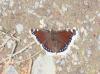 324084 – Photo : alain Roujas – France (09)