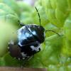 324455 – Photo : Mathurin CARNET – France (58)