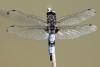 Libellula fulva