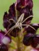324432 – Photo : Alain Gérard – France (31)