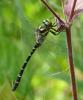 324037 – Photo : Laurent Jourdheuil – France (52)