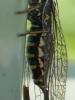 324310 – Photo : Bobabar – France (95)