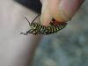 324408 – Photo : vincent thary – Costa Rica
