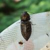 324224 – Photo : Mathurin CARNET – France (58)