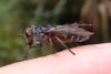 324942 – Photo : Mathurin CARNET – France (58)
