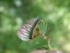 324718 – Photo : Yannick Mourgues – France (48)