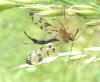 Panorpa sp.