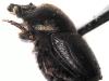 324944 – Photo : David Puard – France (37)