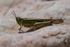 324726 – Photo : BourrinOman – France (83)