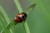 324991 – Photo : BourrinOman – France (05)