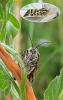 324898 – Photo : Jean VINCENT – France (69)