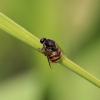 324947 – Photo : Nicolas Mangold – France (44)