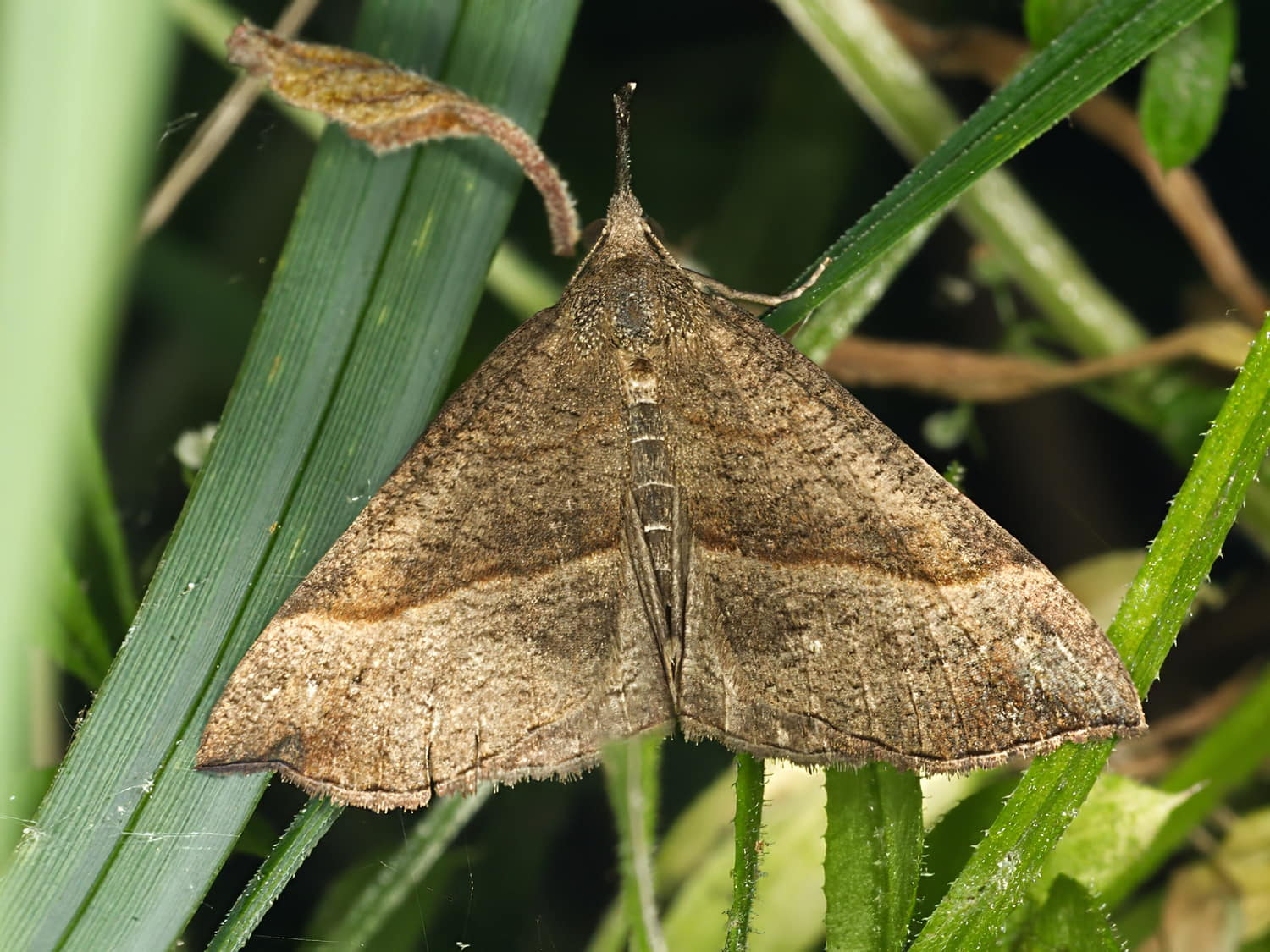 Cédric Mondy - Hypena proboscidalis - réf. 324454 (1500 x 1125 pixels, 218 ko)