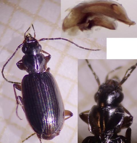 Badister collaris