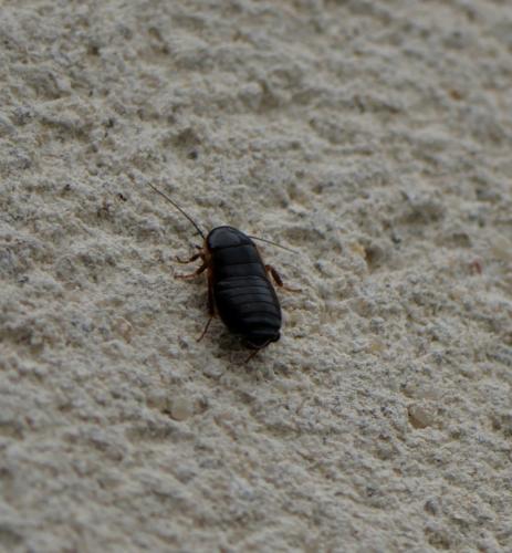 Réf. 325 211 : Loboptera canariensis