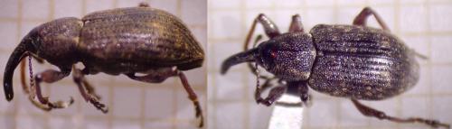 Tournotaris bimaculatus