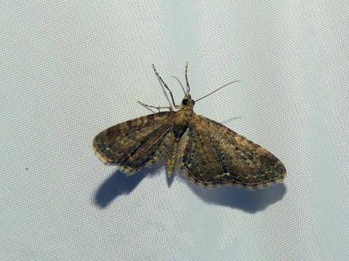 Réf. 325 008 : Eupithecia vulgata