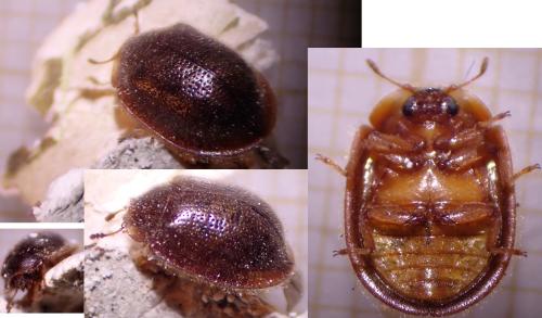 Thymalus limbatus
