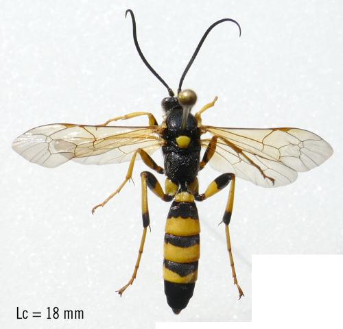 Ichneumon xanthorius