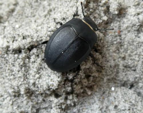 Réf. 325 743 : Erodius siculus dalmatinus