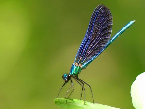 Calopteryx virgo