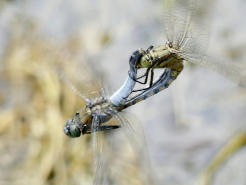 Orthetrum cancellatum