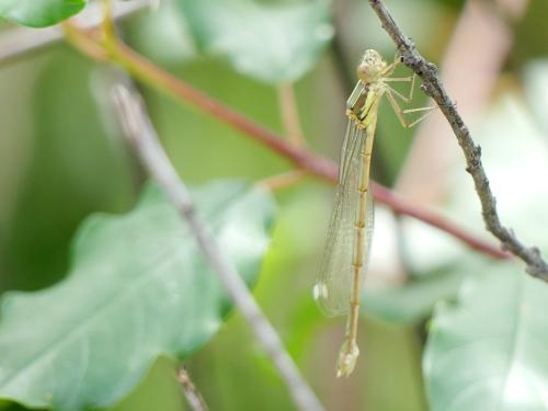 Chalcolestes viridis