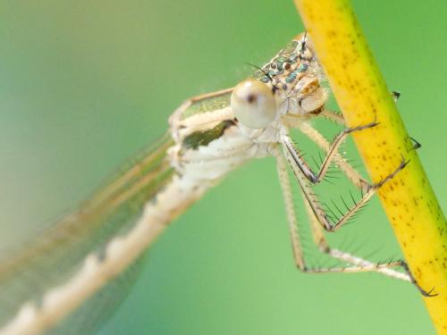 Sympecma fusca