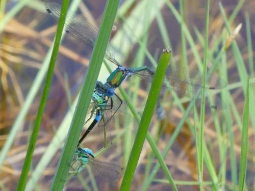 Lestes sp.
