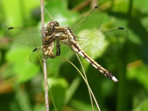 Réf. 325 268 : Orthetrum albistylum