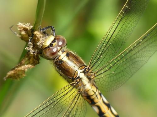 Réf. 325 269 : Orthetrum albistylum