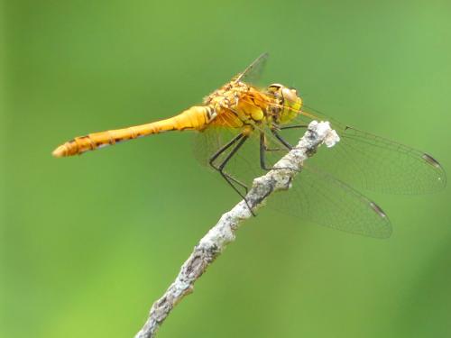 Réf. 325 442 : Sympetrum sanguineum