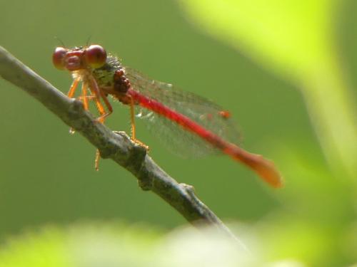 Ceriagrion tenellum