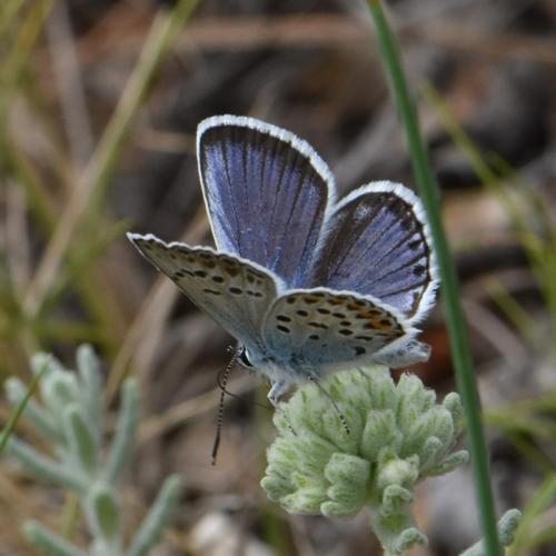 Réf. 325 087 : Plebejus argus
