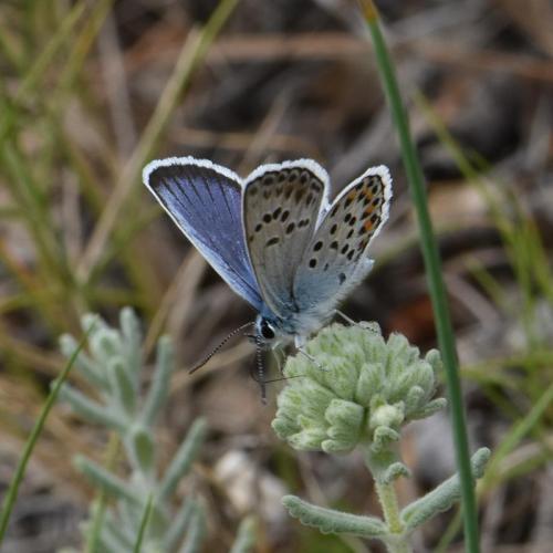 Réf. 325 088 : Plebejus argus