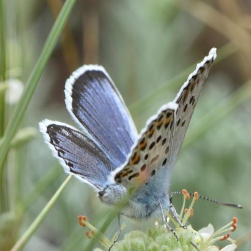 Réf. 325 089 : Plebejus argus