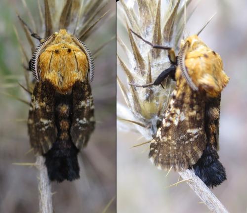 Stygia australis