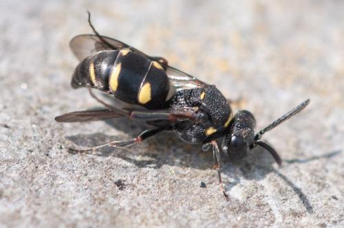 Nysson trimaculatus