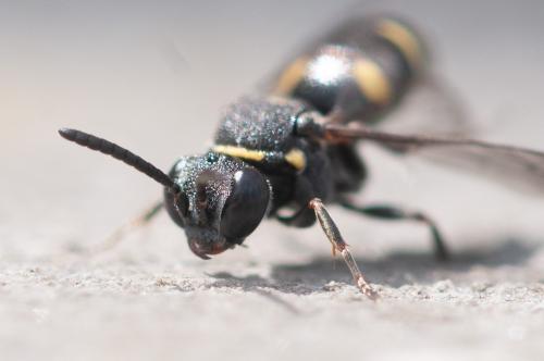Nysson trimaculatus
