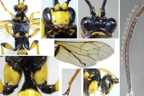 Réf. 325 608 : Ichneumon xanthorius
