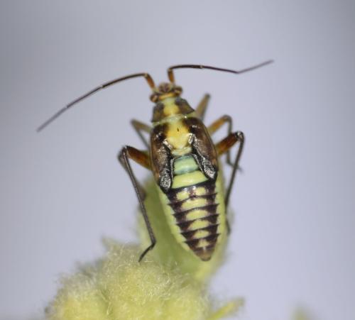 Brachycoleus lineellus
